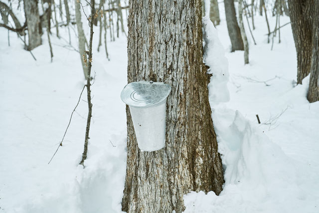 カエデの樹液を採集しています