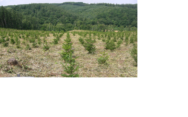 木を植える 北海道ニッタ株式会社