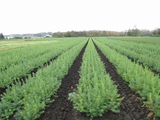 木を植える 北海道ニッタ株式会社